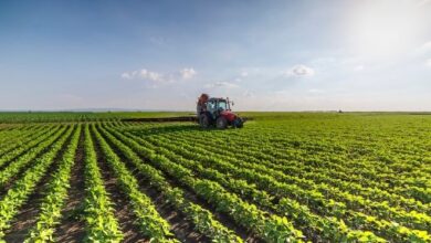 Agro Negócio: A Espinha Dorsal da Economia Brasileira